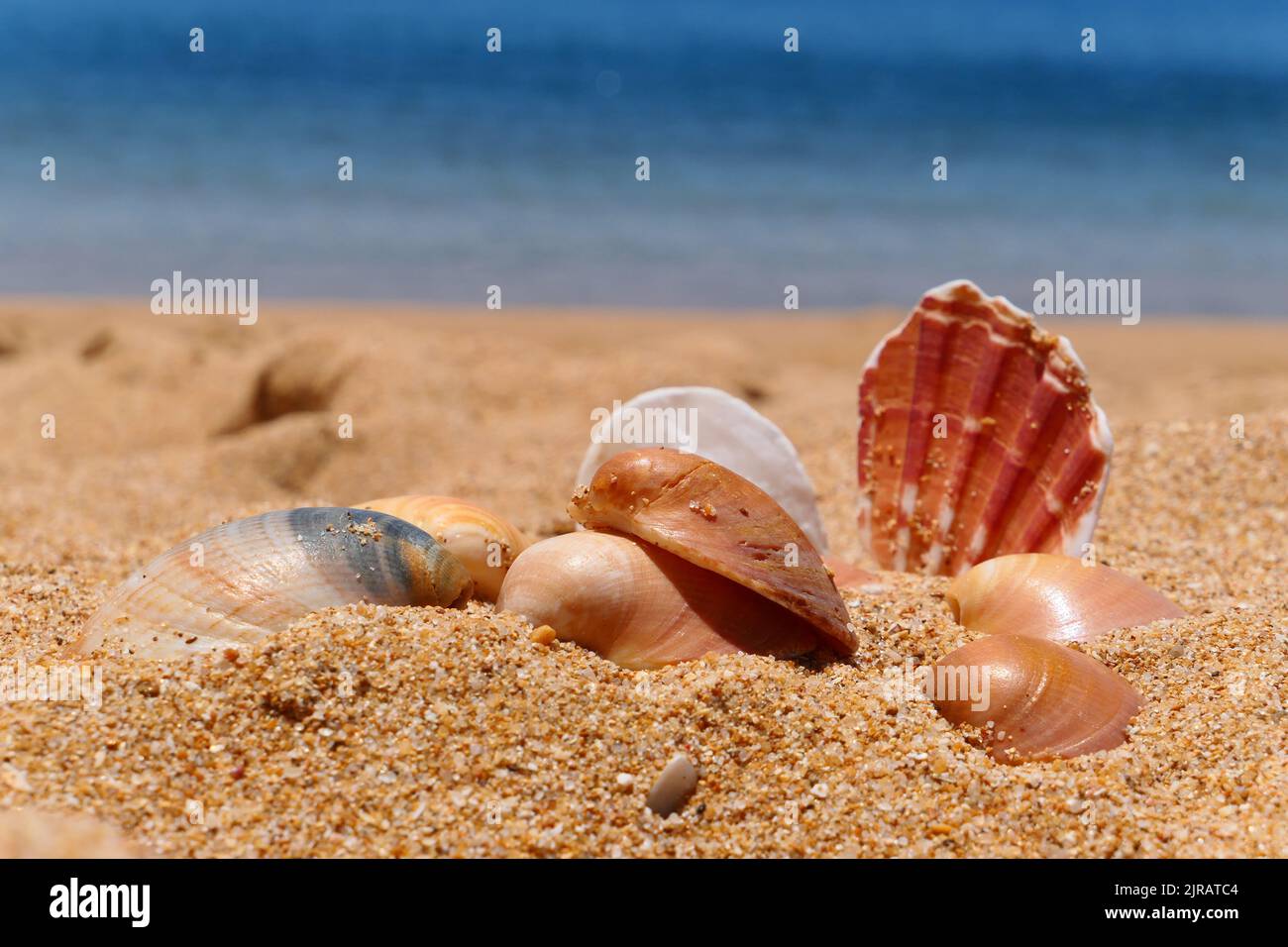 Sea shells collection at the beach in Algarve, Portugal. Summer vacation seashells. Stock Photo