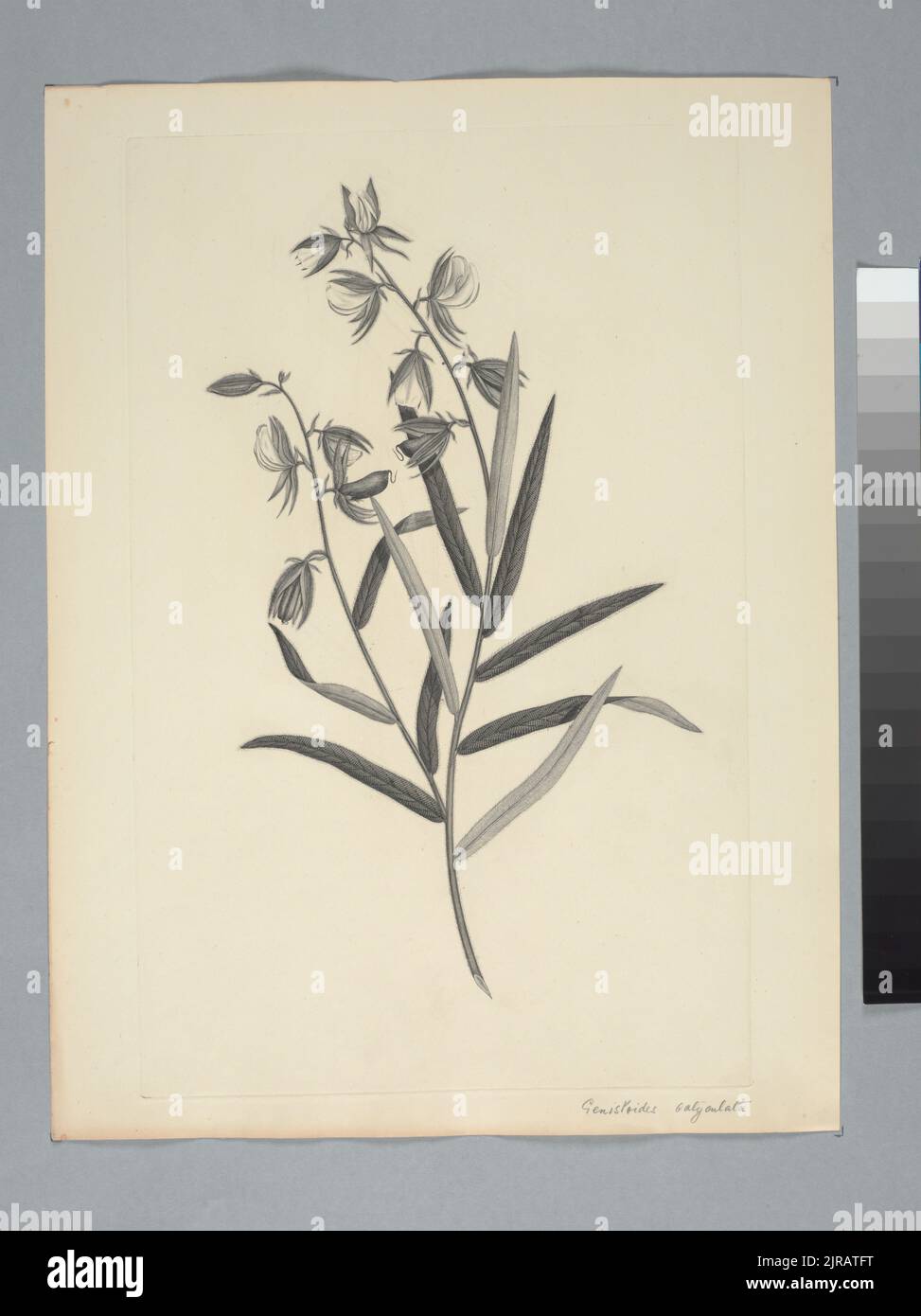 Crotalaria calycina Schrank, by Sydney Parkinson. Gift of the British Museum, 1895. Stock Photo