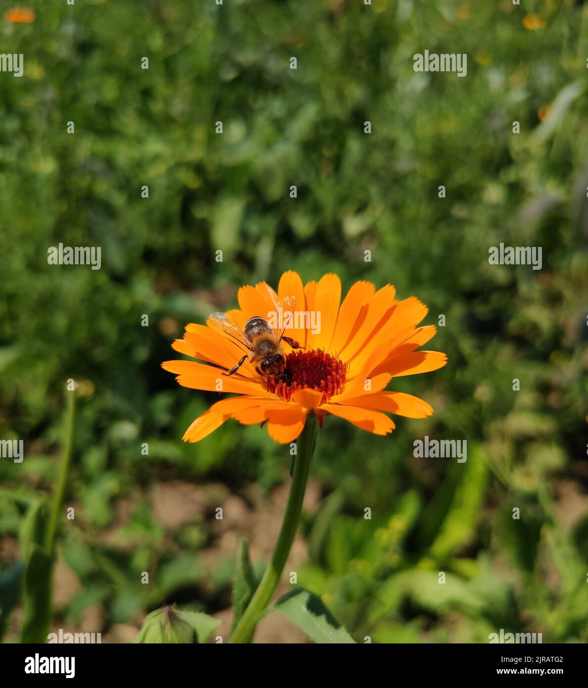 Bee on orange Calendula flower growing in the garden. Stock Photo