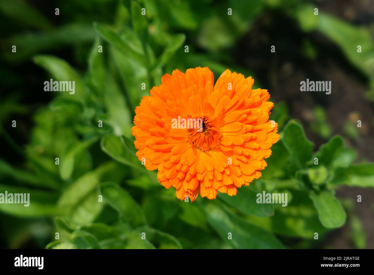 Flower Calendula Orange Gem blooming in the garden. Stock Photo