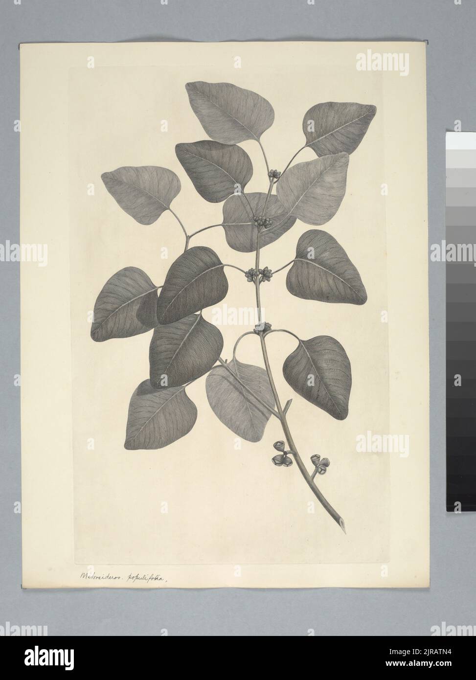 Eucalyptus alba Reinwardt ex Blume, by Sydney Parkinson. Gift of the British Museum, 1895. Stock Photo