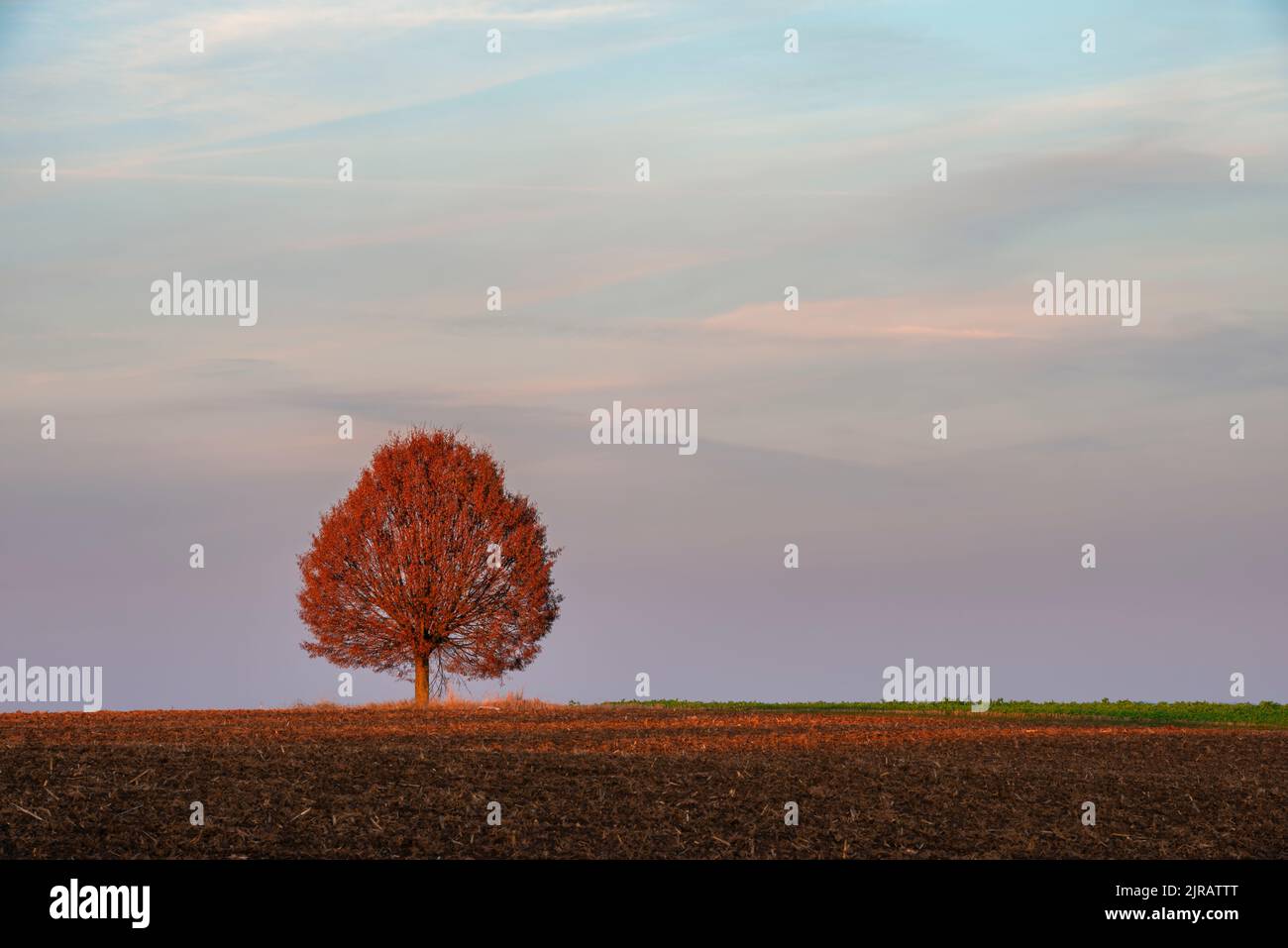 Single tree in field no background hi-res stock photography and images ...