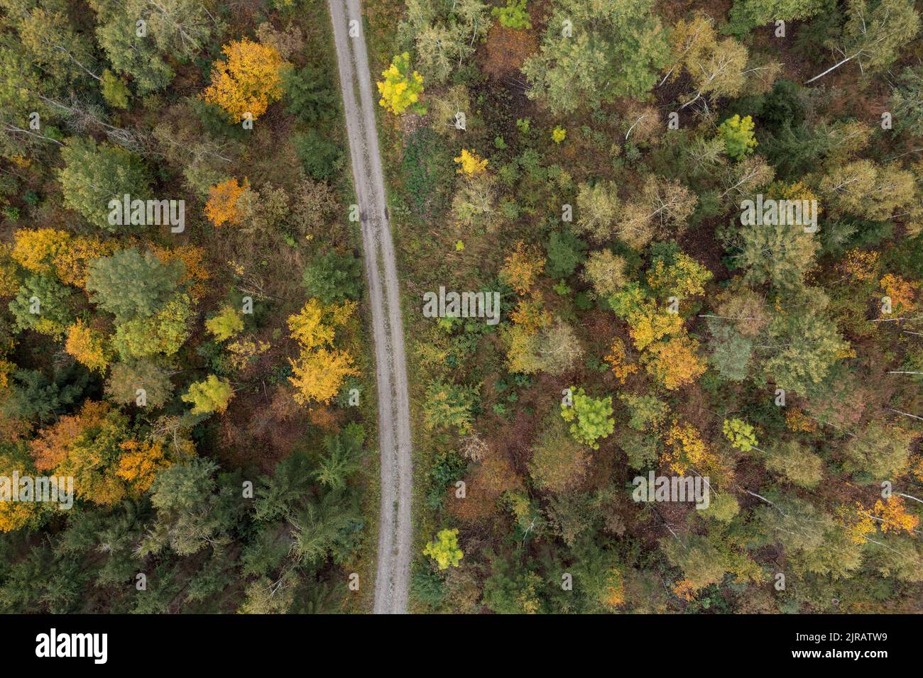 Drone view of dirt road stretching through autumn forest in Steigerwald Stock Photo