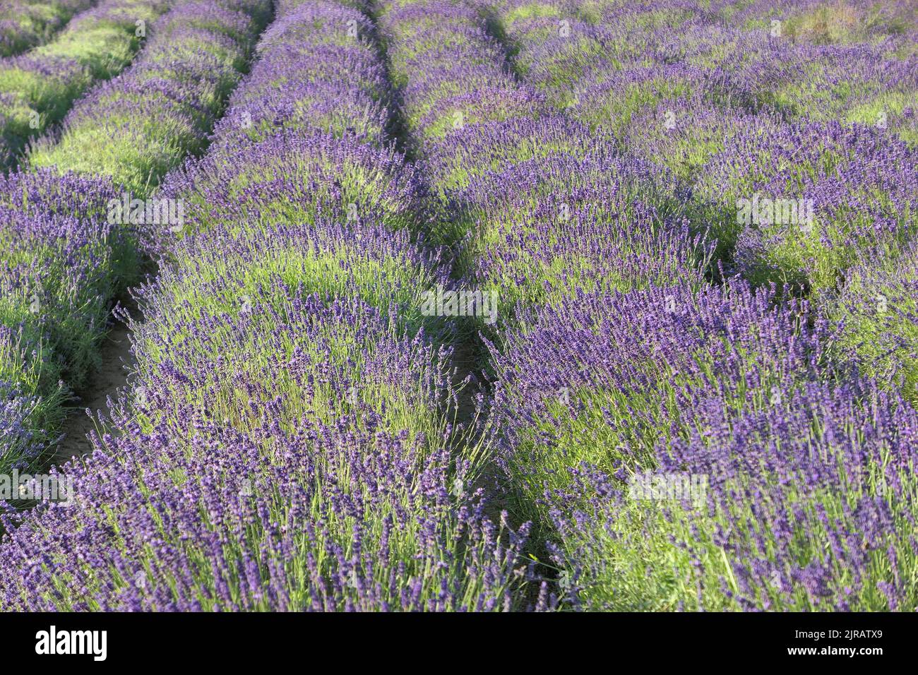 Lavender flowers field in summer. Stock Photo