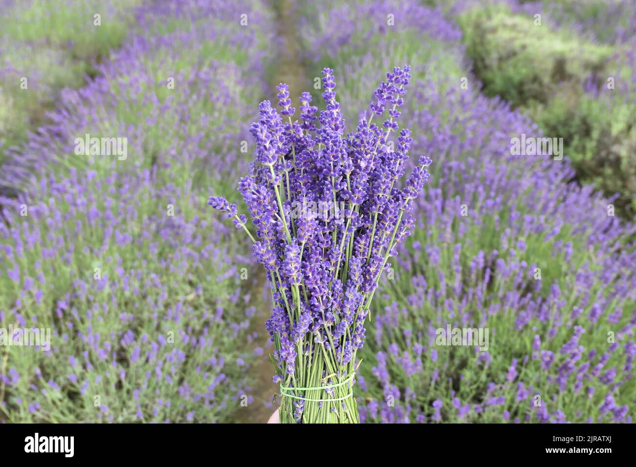 Bouquet of fresh lavender flowers on lavender field. Stock Photo