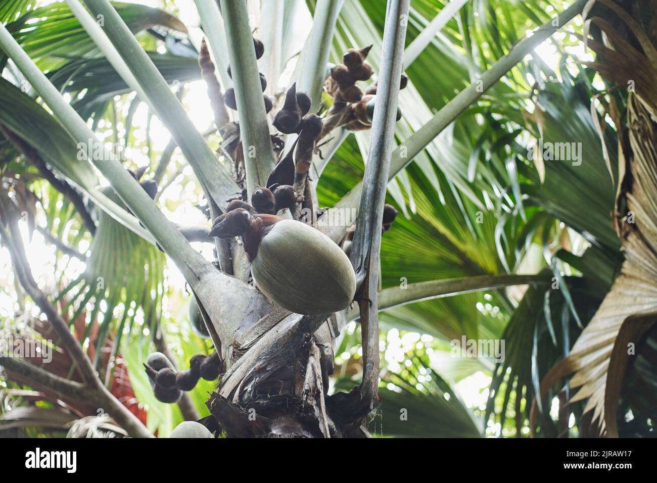 Single coconut growing on palm tree Stock Photo Alamy