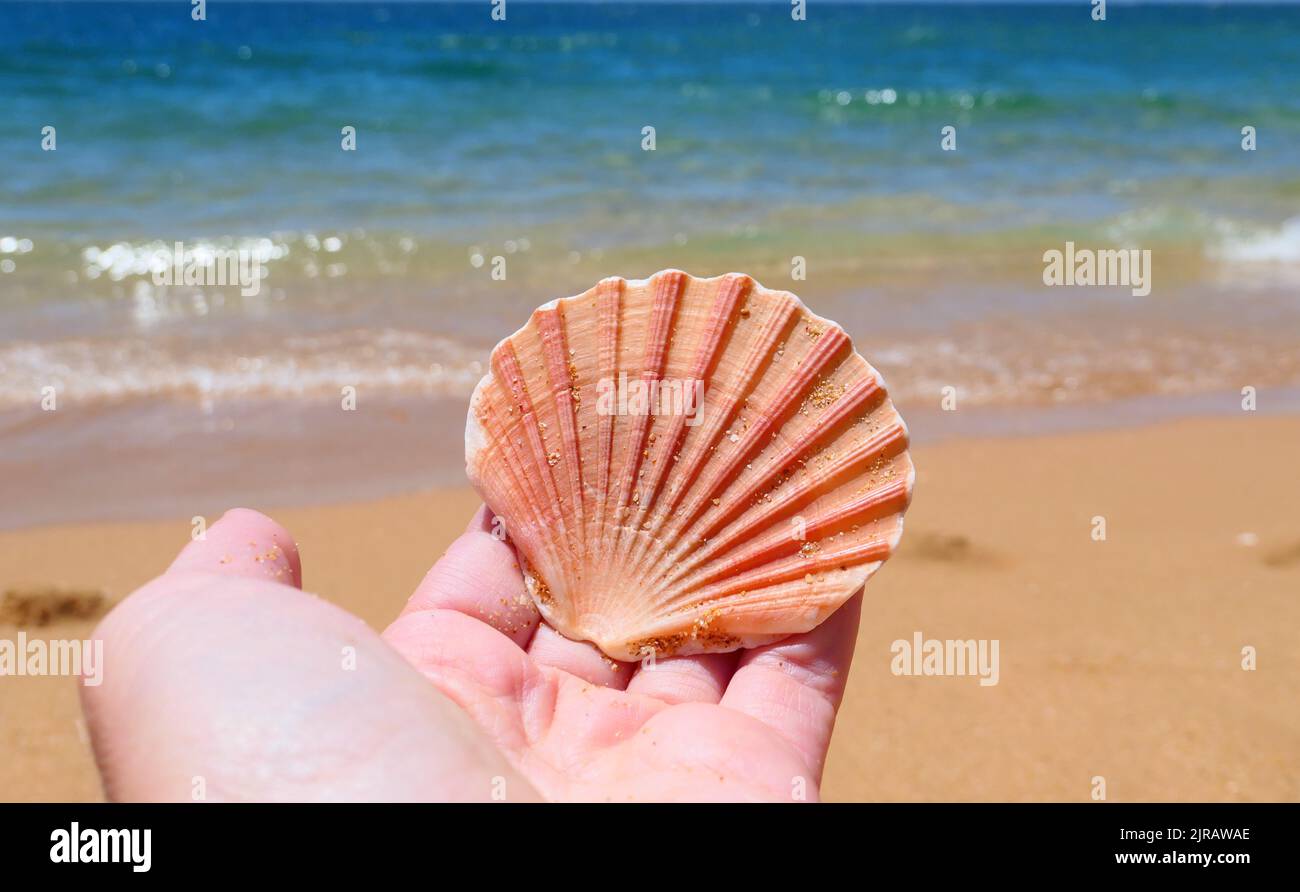 Seashell found at the beach in Algarve, Portugal. Shell in hand. Summer vacation. Stock Photo