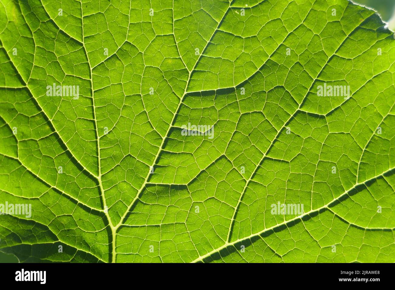 Green leaf veins macro background. Pumpkin leaf close up. Stock Photo