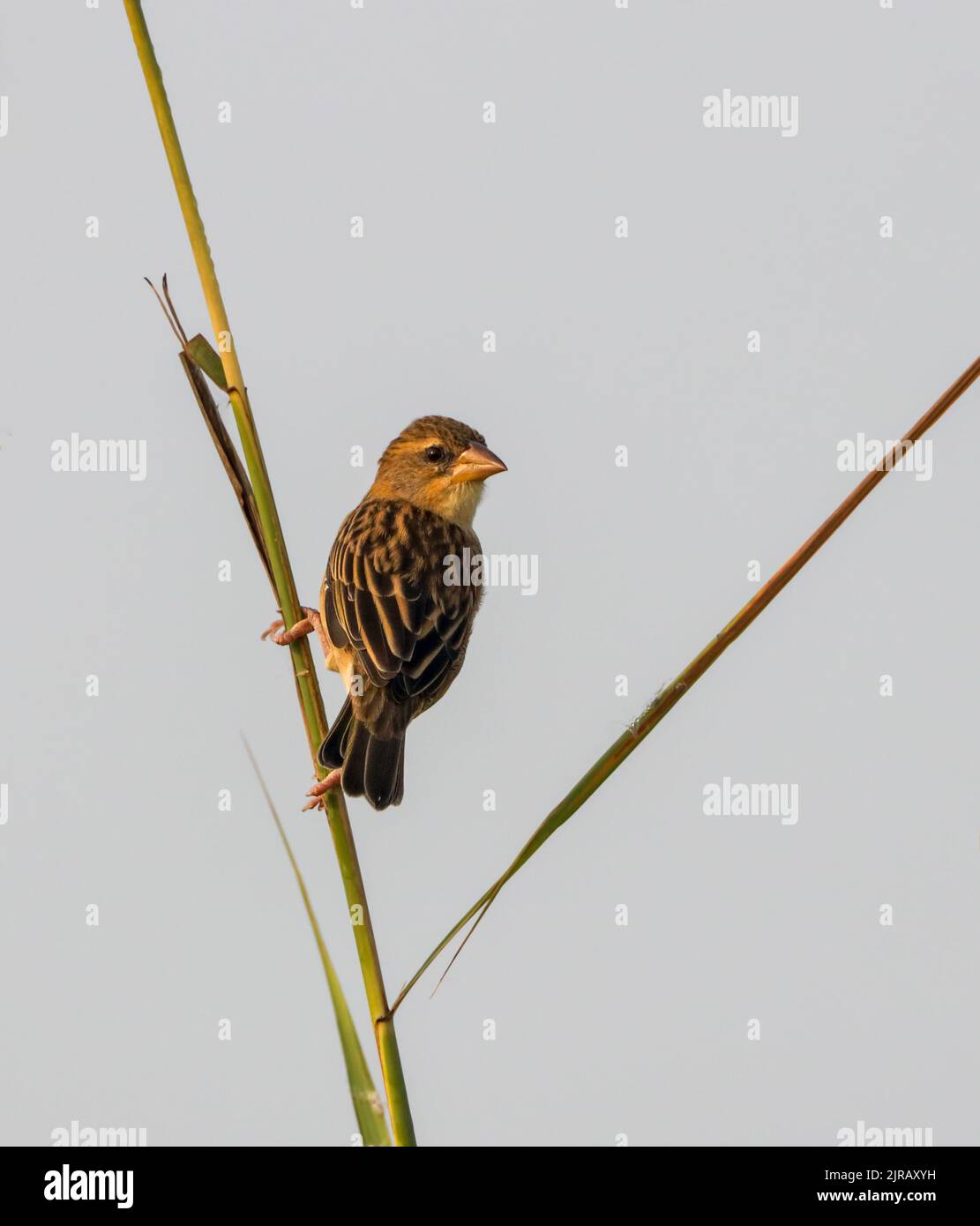 Baya weaver is a weaverbird found across the Indian Subcontinent and Southeast Asia. Stock Photo