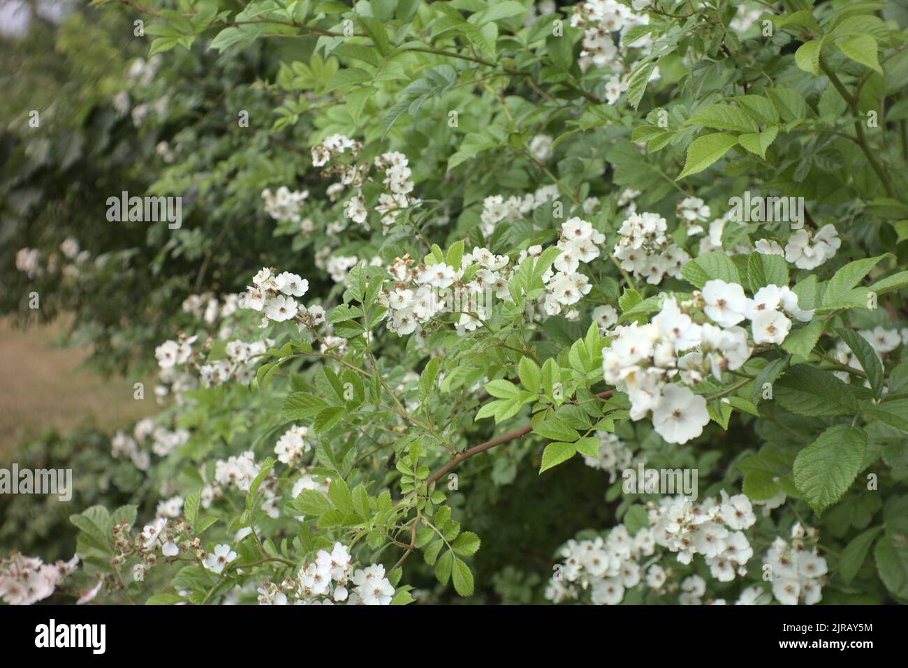 A closeup of Rosa filipes 'Kiftsgate' flowers Stock Photo