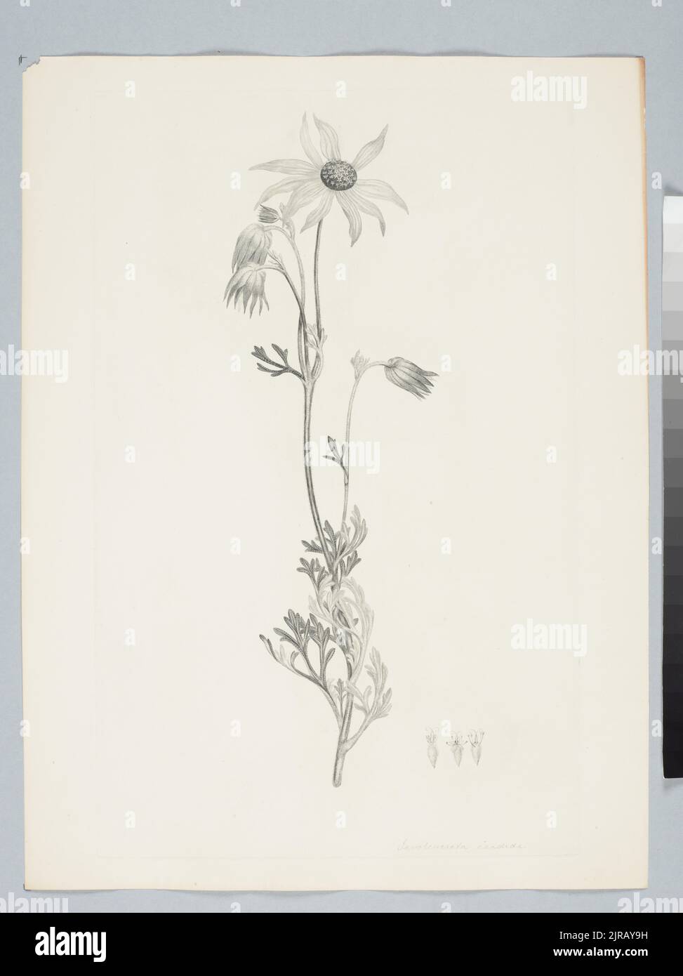 Actinotus helianthi Labillardiere, by Sydney Parkinson. Gift of the British Museum, 1895. Stock Photo