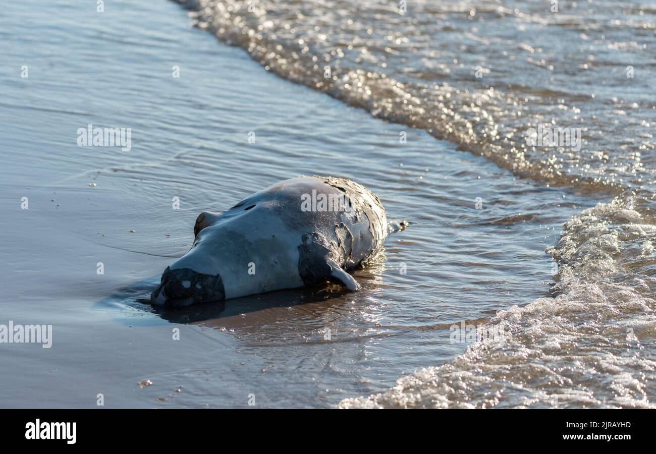 Dead seal on the beach. A dead animal taken to the beach by the waves