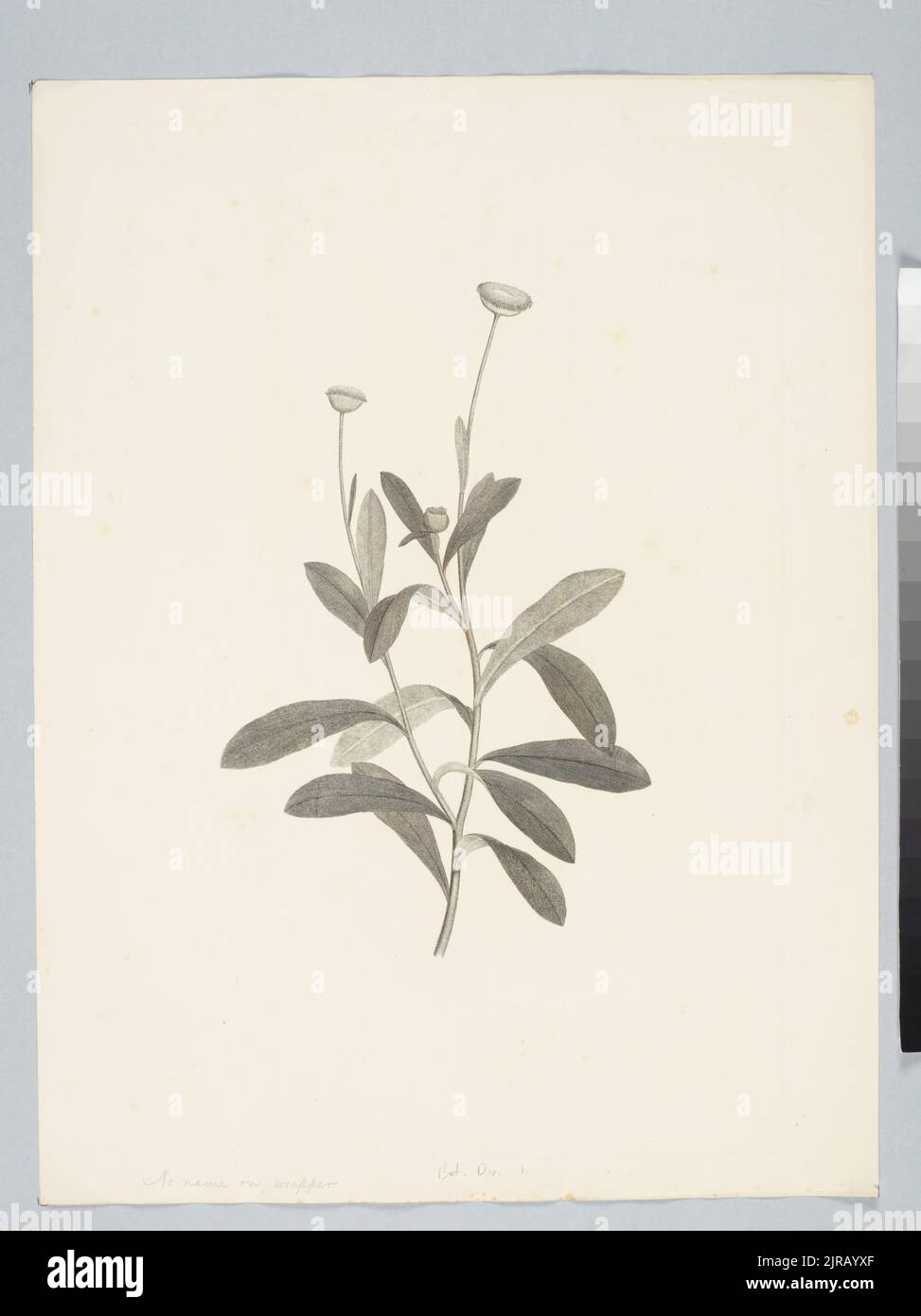 Helichrysum rupicola de Candolle, by Sydney Parkinson. Gift of the British Museum, 1895. Stock Photo