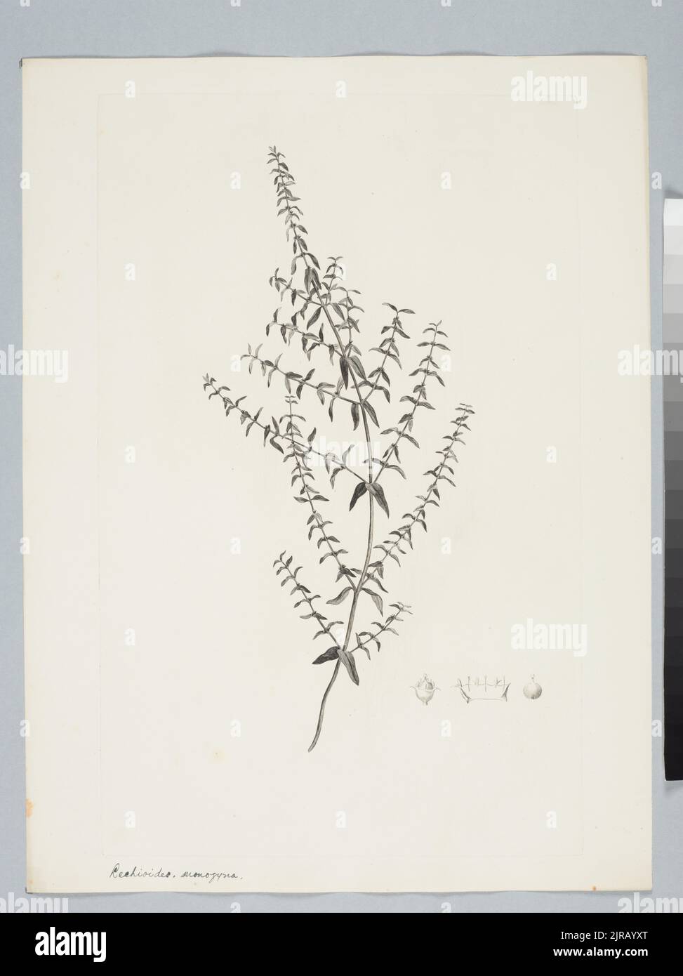 Rotala densiflora (Roth ex Roemer & Schultes) Koehne, by Sydney Parkinson. Gift of the British Museum, 1895. Stock Photo