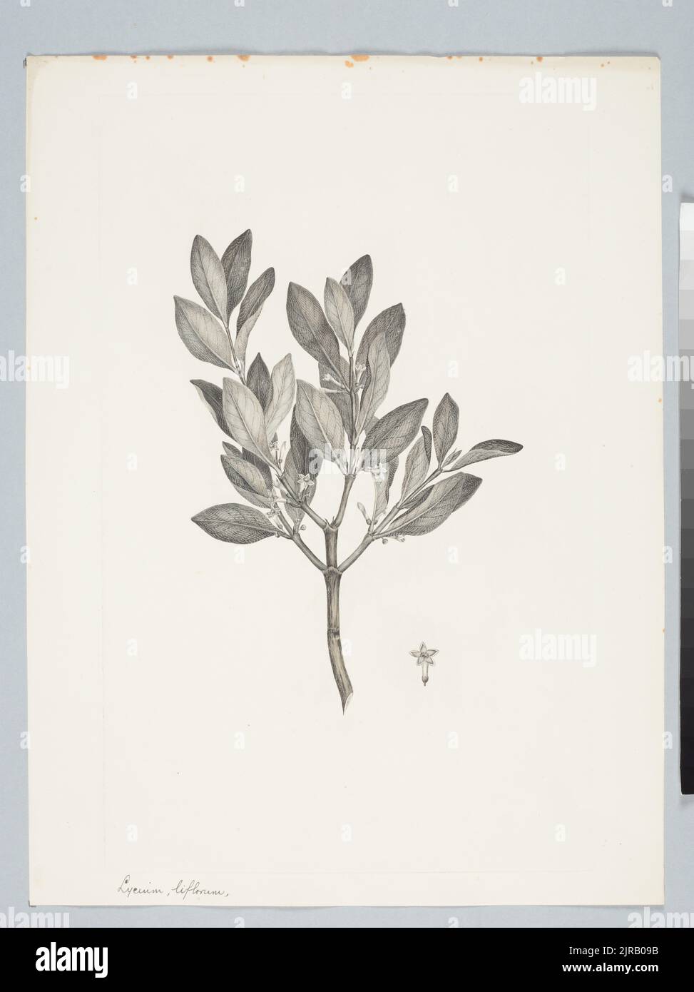 Canthium coprosmoides F. Mueller, by Sydney Parkinson. Gift of the British Museum, 1895. Stock Photo