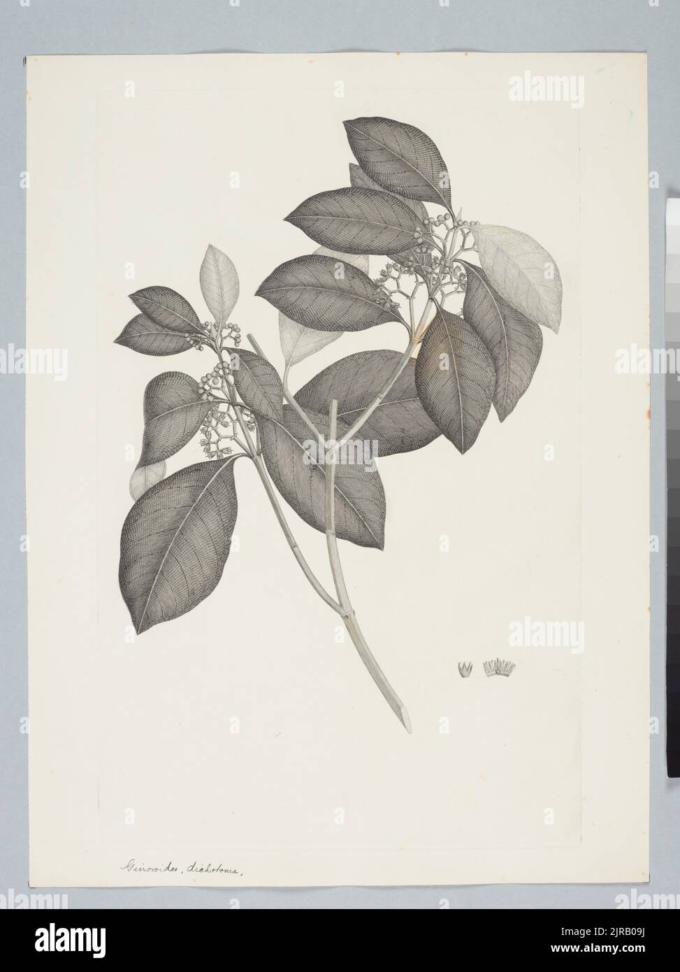 Carallia brachiata (Loureiro) Merrill, by Sydney Parkinson. Gift of the British Museum, 1895. Stock Photo