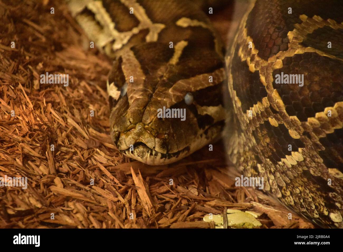 Terrific up close look at a burmese python snake on wood chips Stock ...