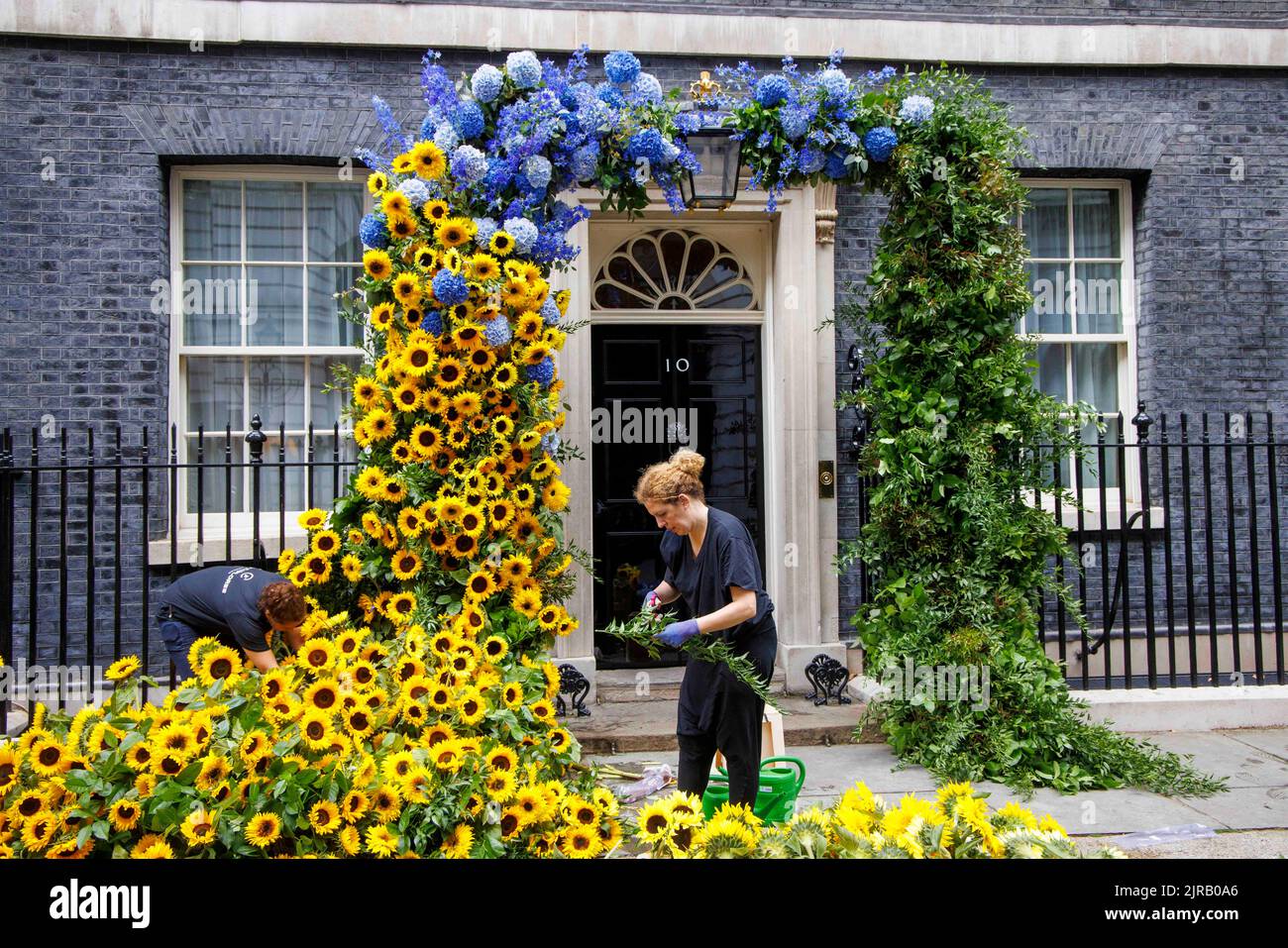 London, UK. 23rd Aug, 2022. The finishing touches are put on the floral display at Number 10 Downing Street to mark independence day for Ukraine which is tomorrow, August 24th. Credit: Mark Thomas/Alamy Live News Stock Photo