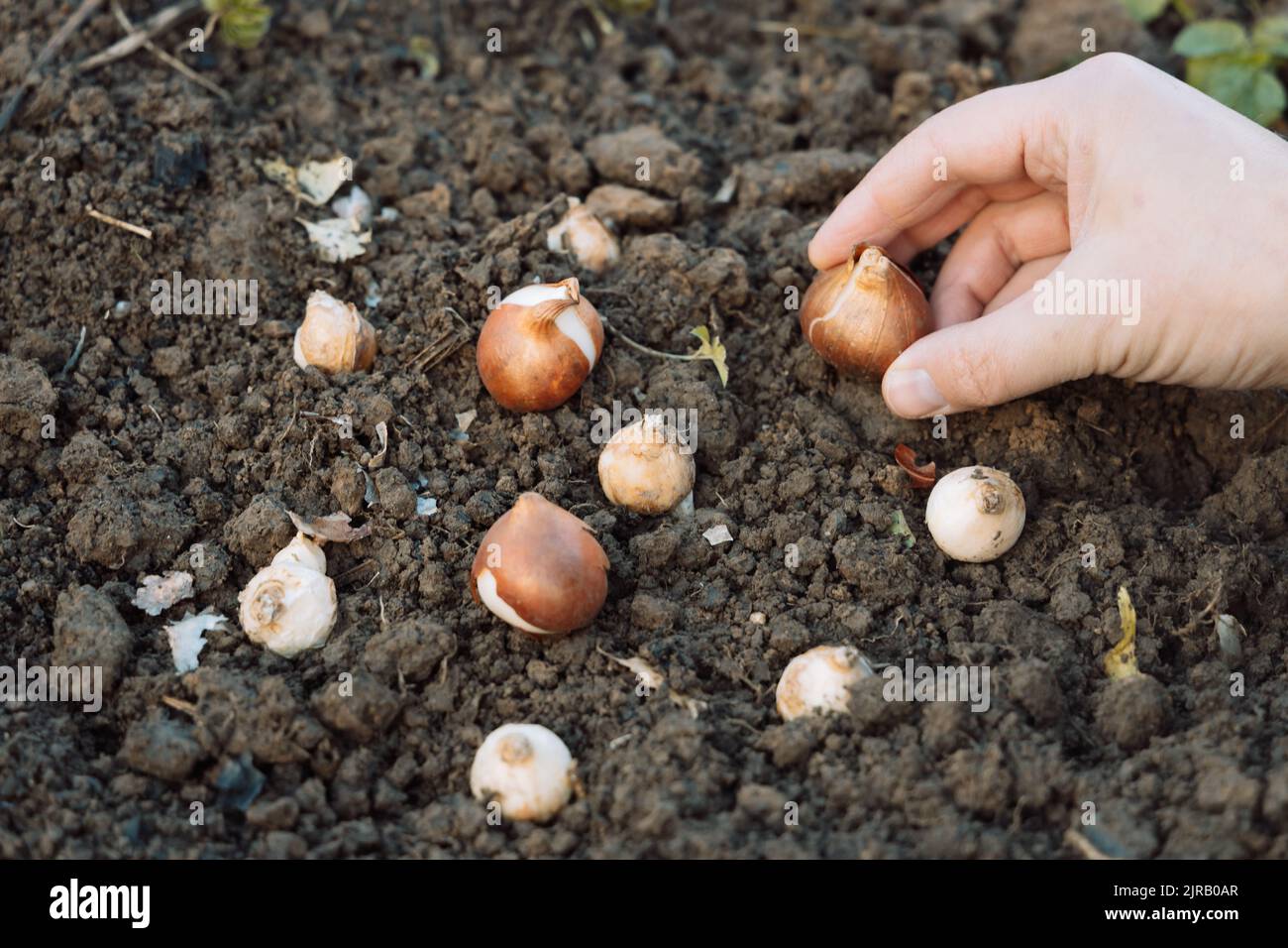 hands holding tulip bulbs before planting in the ground Stock Photo Alamy