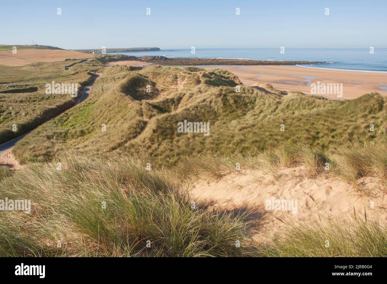 Marram grass stabilising sand dunes at Freshwater West, Pembrokeshire, Wales, UK Stock Photo