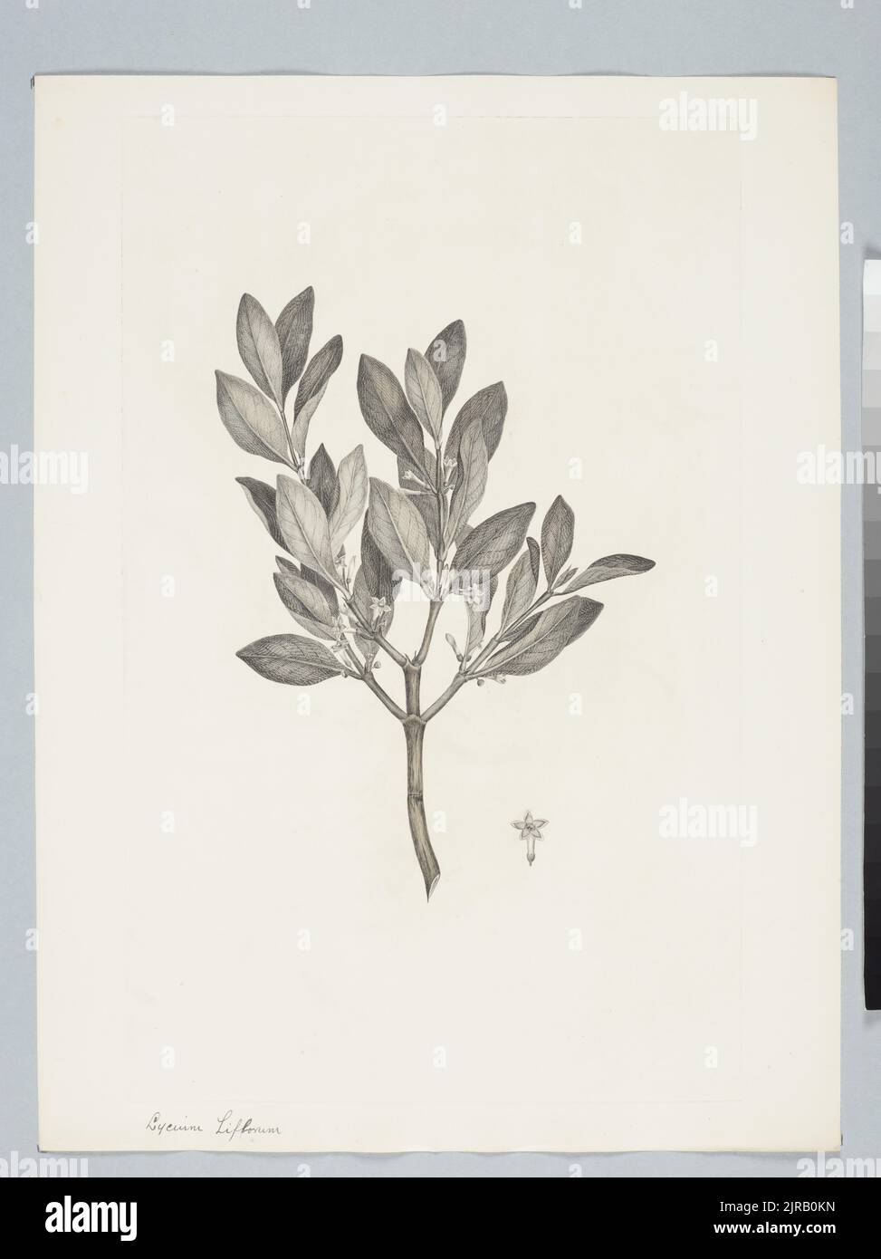 Canthium coprosmoides F. Mueller, by Sydney Parkinson. Gift of the British Museum, 1895. Stock Photo