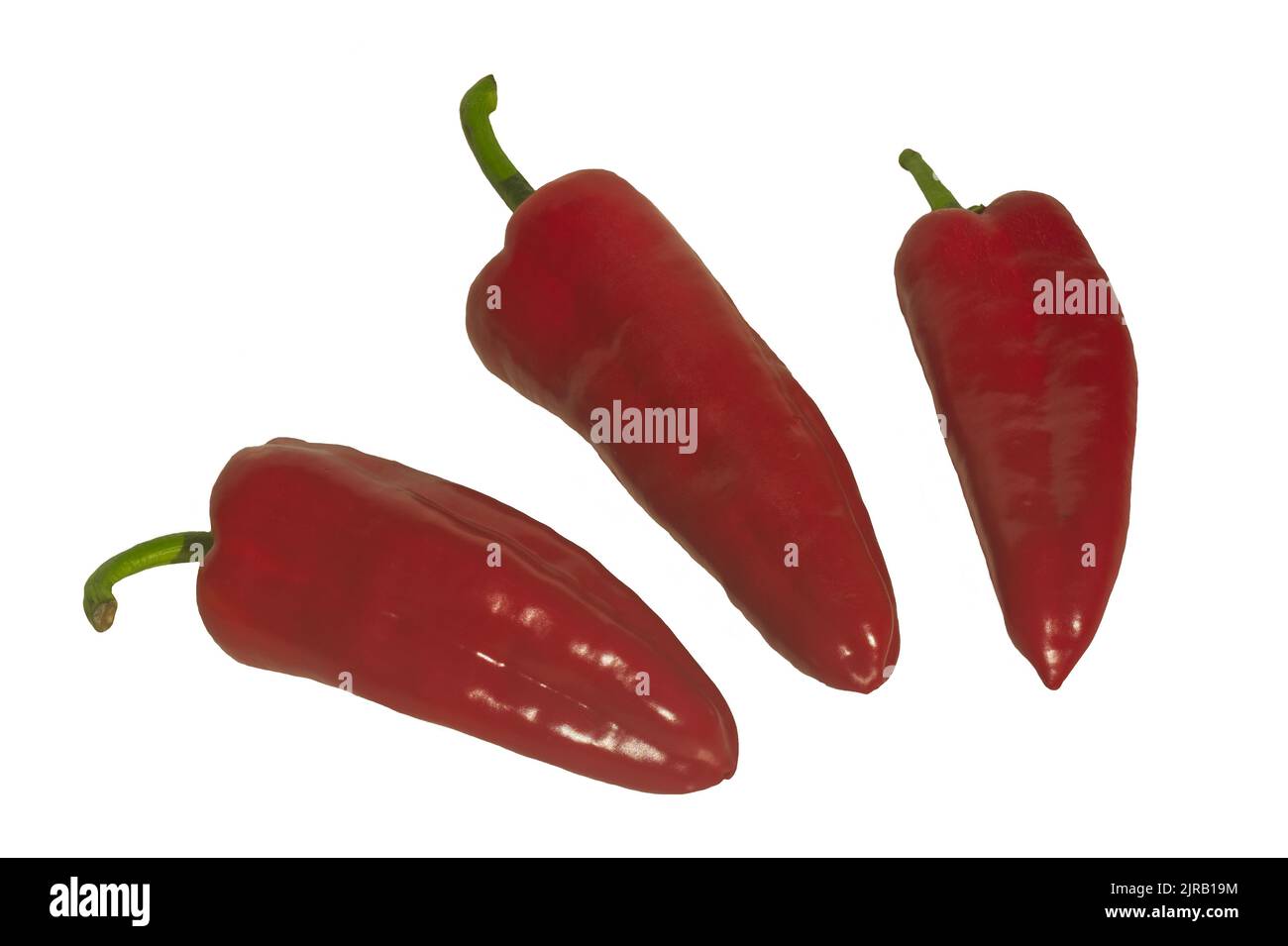 Three Red Romano Peppers isolated on white background. Capsicum annuum