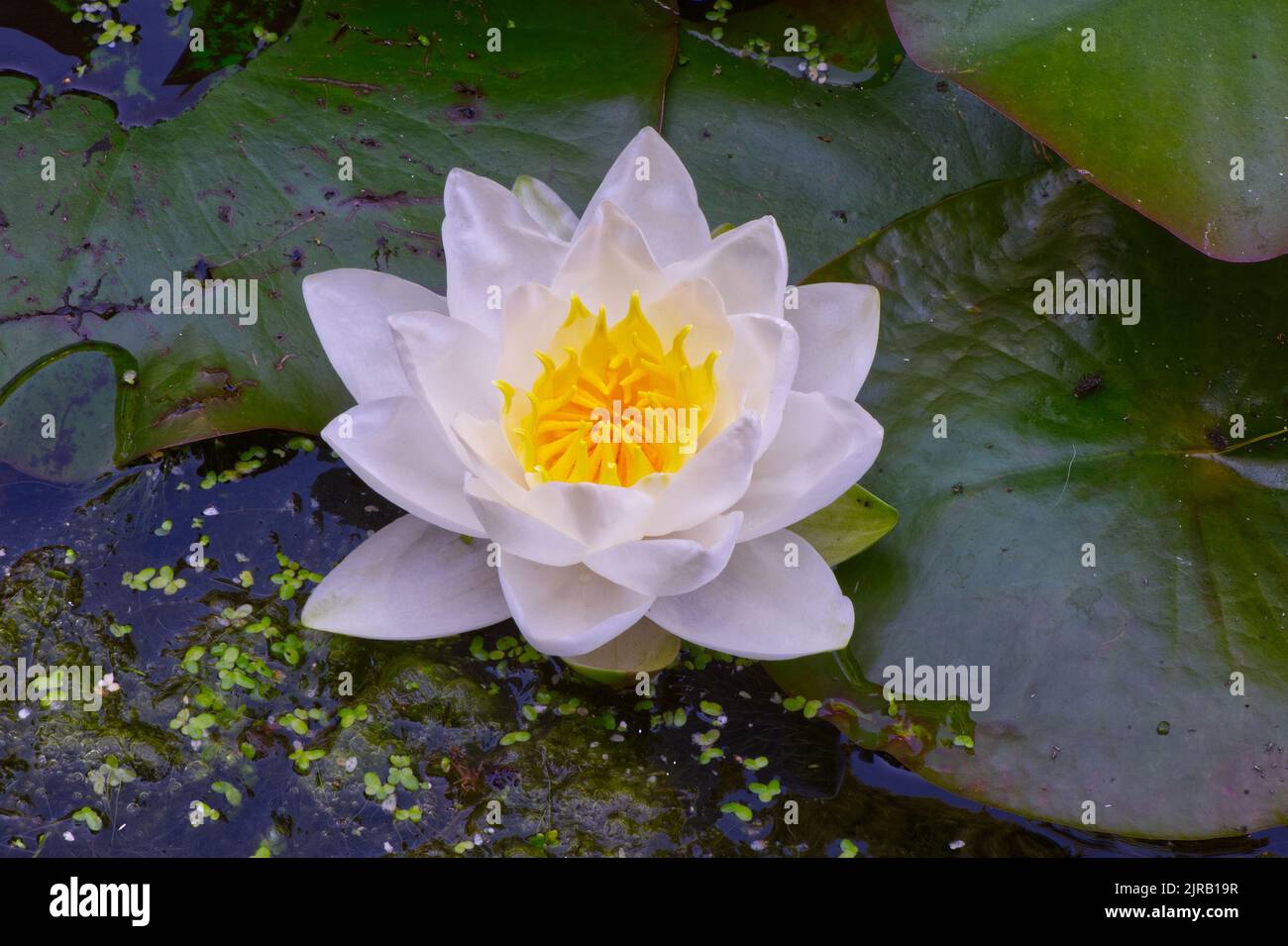 White and yellow Water Lily in full bloom. In garden pond. Nymphaeaceae. Stock Photo