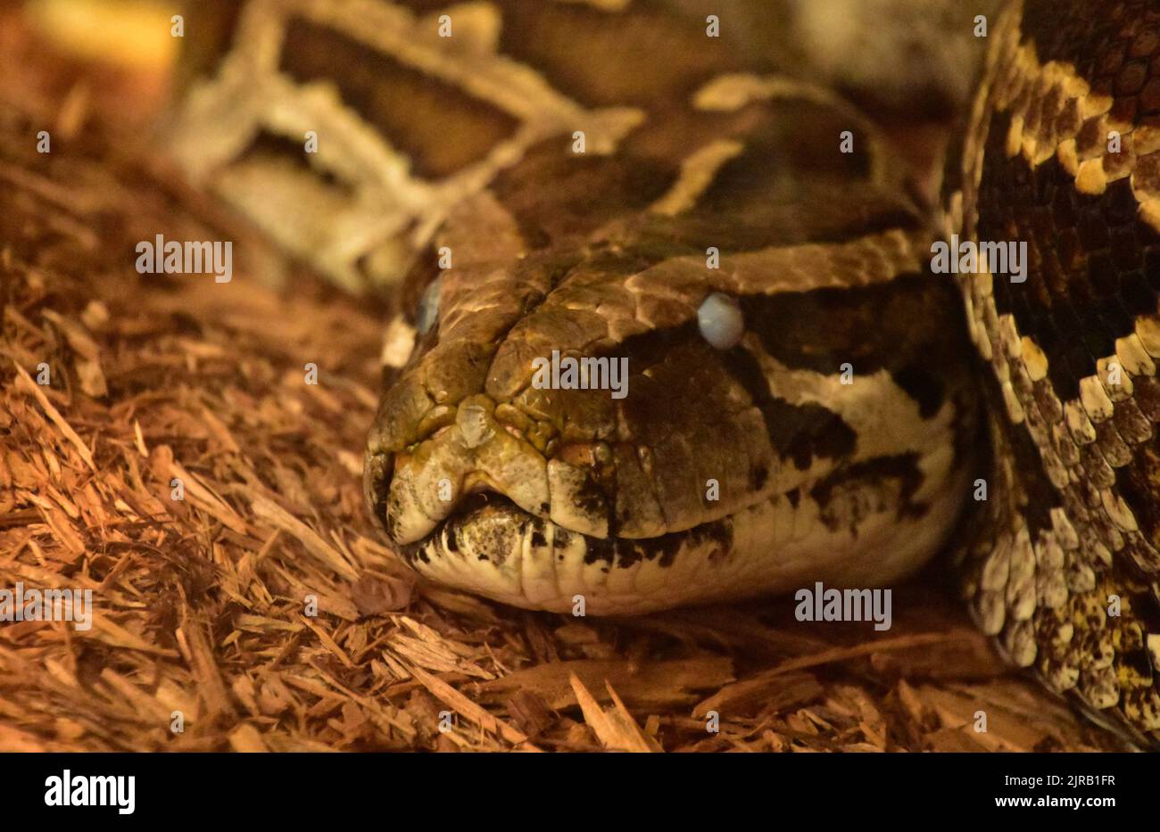 Skin on chips hi-res stock photography and images - Alamy