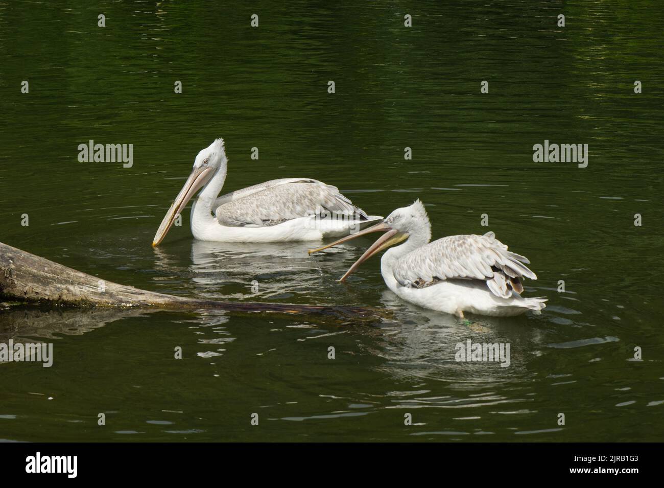 Pair of Pelicans sitting on the water in a lake. Pelecanus Pelecanidae. Stock Photo