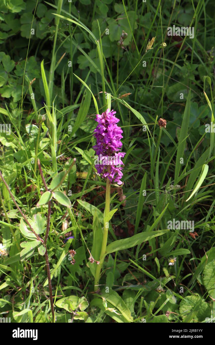 Marsh Orchid Glendurgan Garden Helford Cornwall Stock Photo