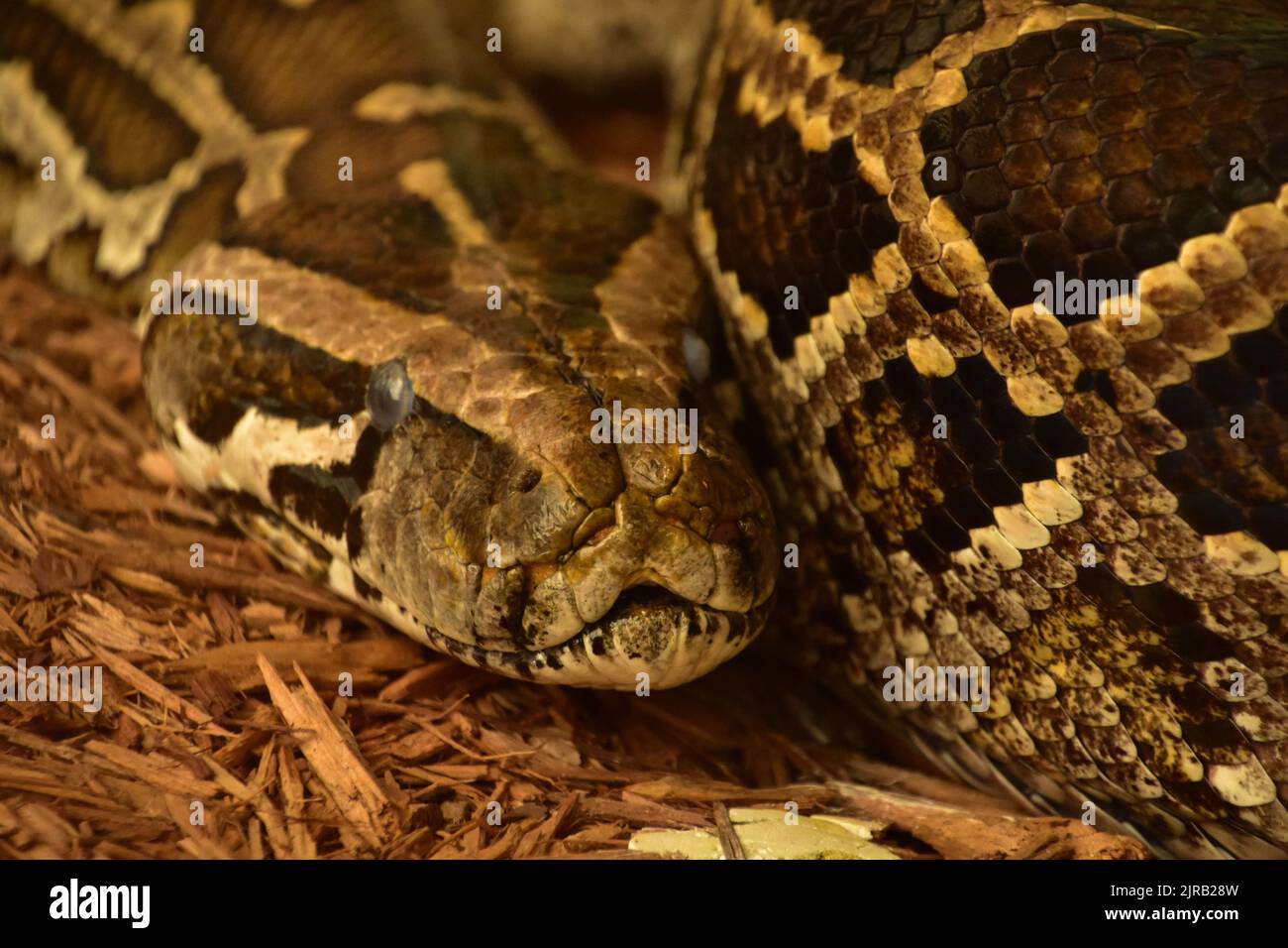Direct look into the face of a Burmese python snake coiled up Stock ...
