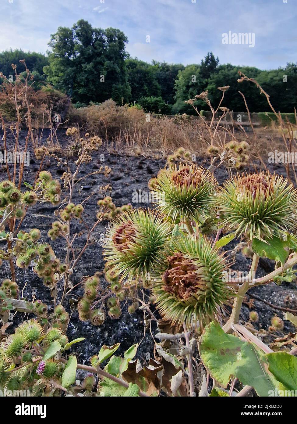 A vertical shot of greater burdocks (Arctium lappa) growing in a wetland Stock Photo