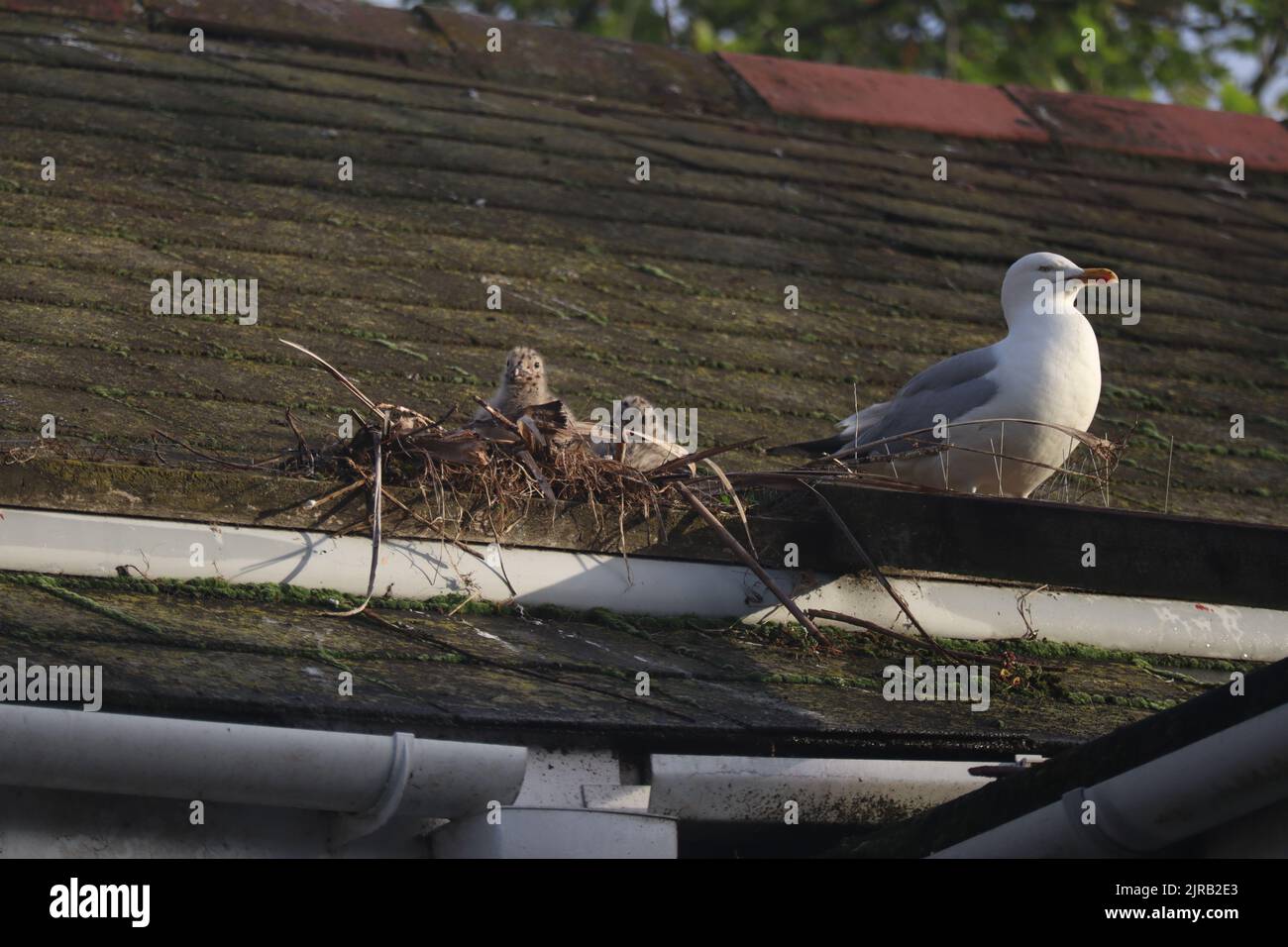 Herring gull chicks on roof of terraced house Stock Photo