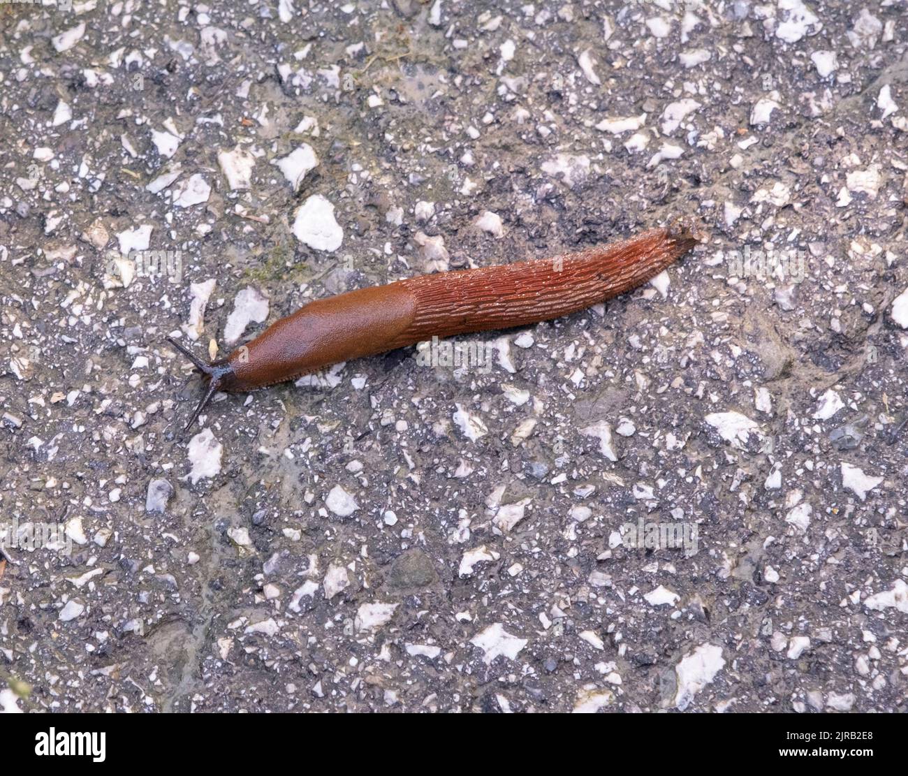 brown snail without shell crawling on the road Stock Photo