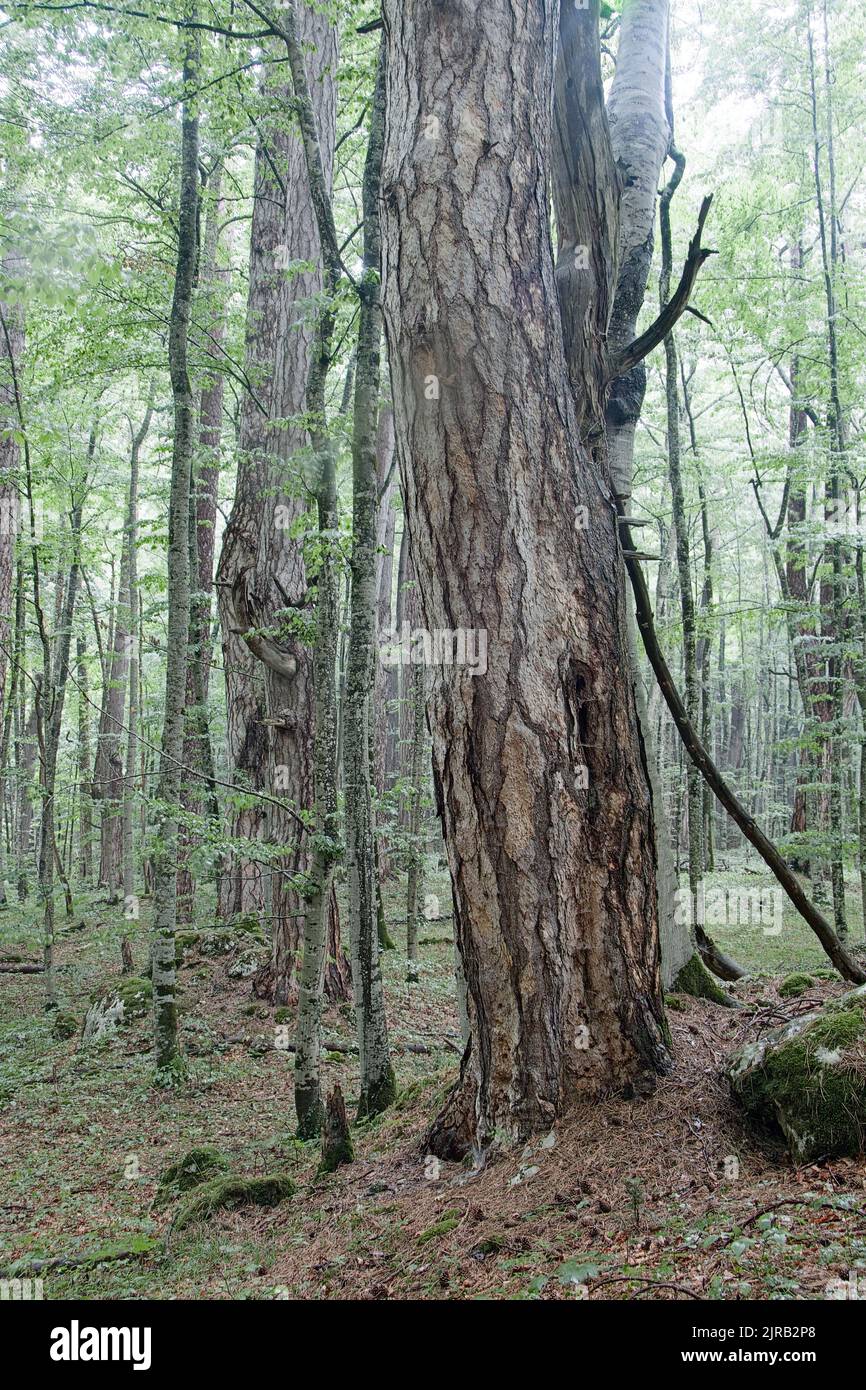 Pinus nigra, old trees in Crna poda nature reserve Stock Photo