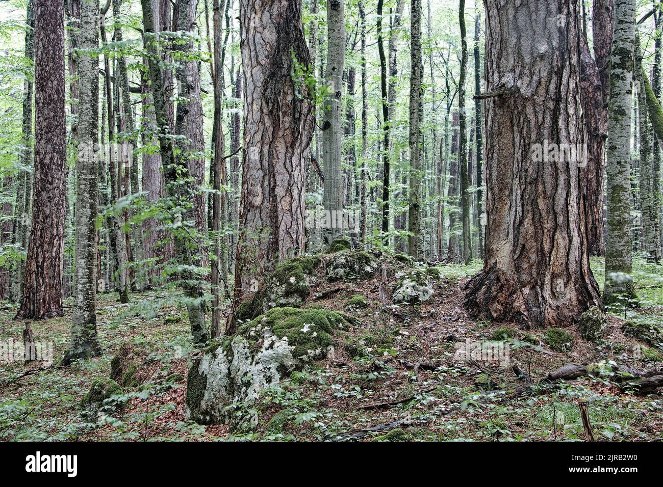 Pinus nigra, old trees in Crna poda nature reserve Stock Photo
