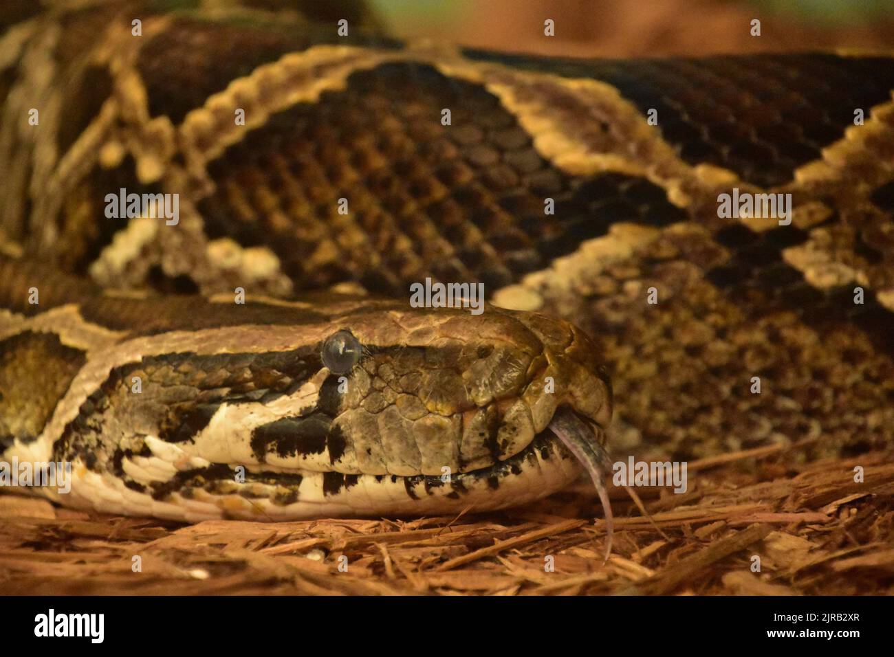 Coiled Burmese python snake sticking out a forked tongue on wood chips ...