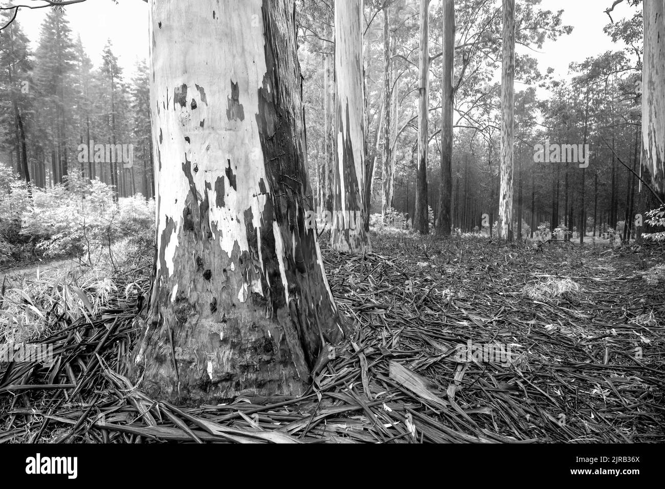 The pale tree trunks of eucalyptus trees, in a historic grove in the