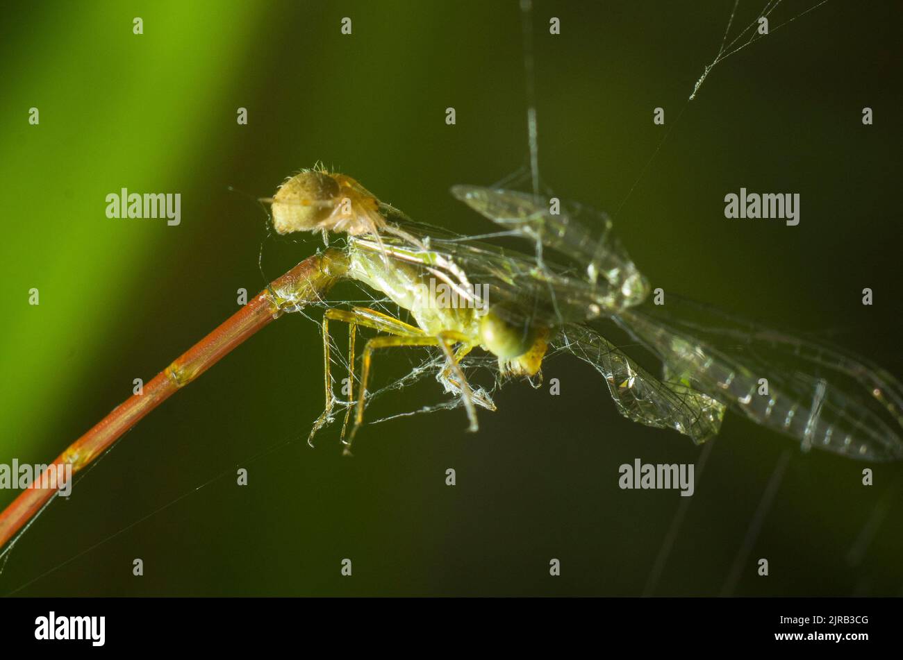 A closeup of and spider with spider web isolated in green