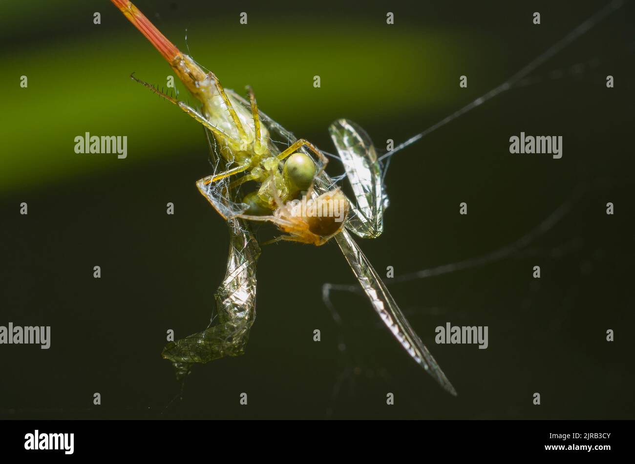 A closeup of and spider with spider web isolated in green