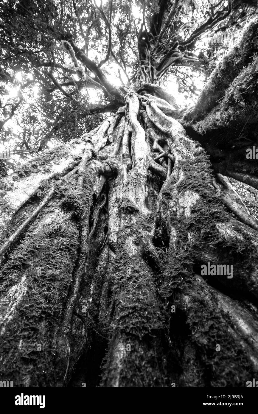 A large, majestic, Forest Strangler Fig, Ficus craterostoma, in Black and White, in the subtropical forest of Magoebaskloof, South Africa Stock Photo
