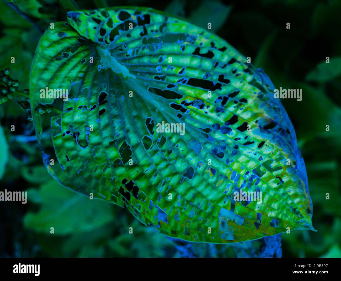 Botanical Art & Science Abstract - Skeleton-like holes through a plant leaf . Stock Photo