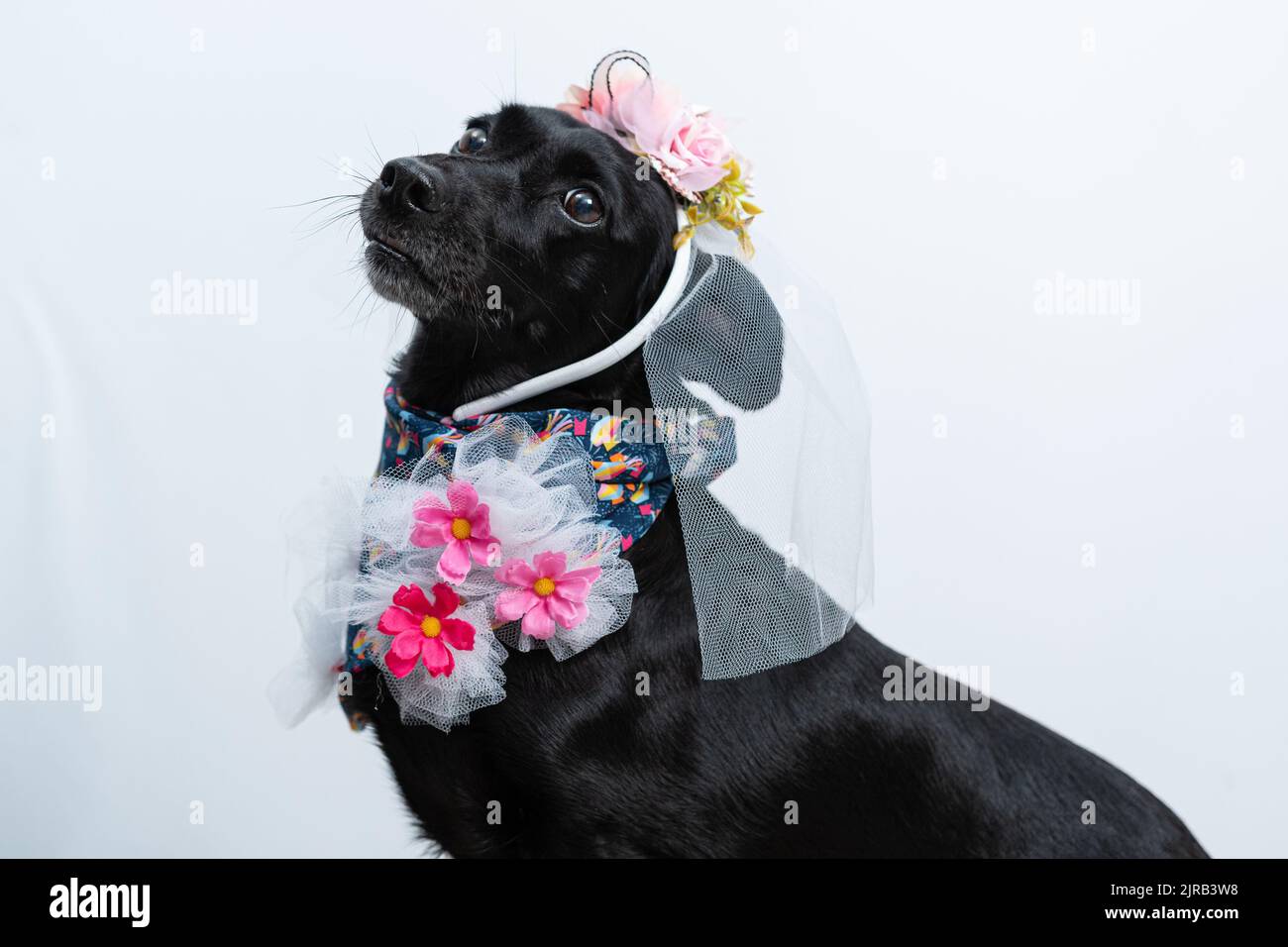 A black Labrador Retriever in festive bridal costume with white