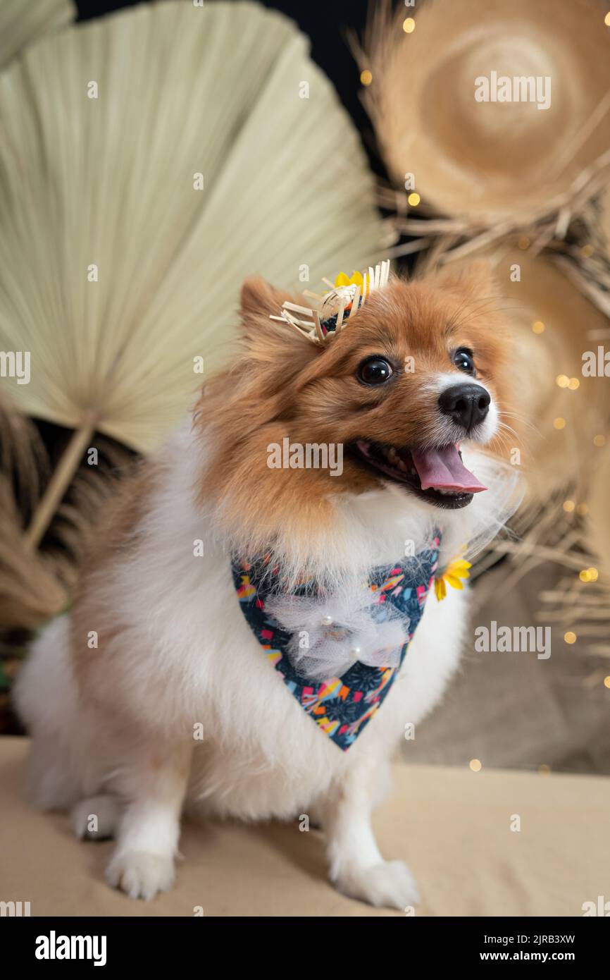 Mexican Serape Dog Costume Set, Cinco De Mayo, Colorful Dog Bandana And Sombrero Hat With Felt Pom Ball, Mexican Fiesta Party, Pet Accessories For