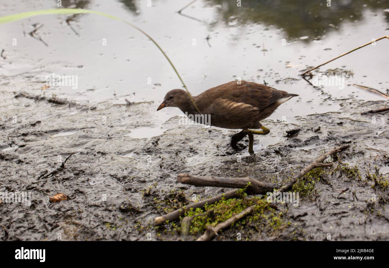 Young Moorhen ( Gallinula chloropus ) foraging at a British Lake Stock Photo
