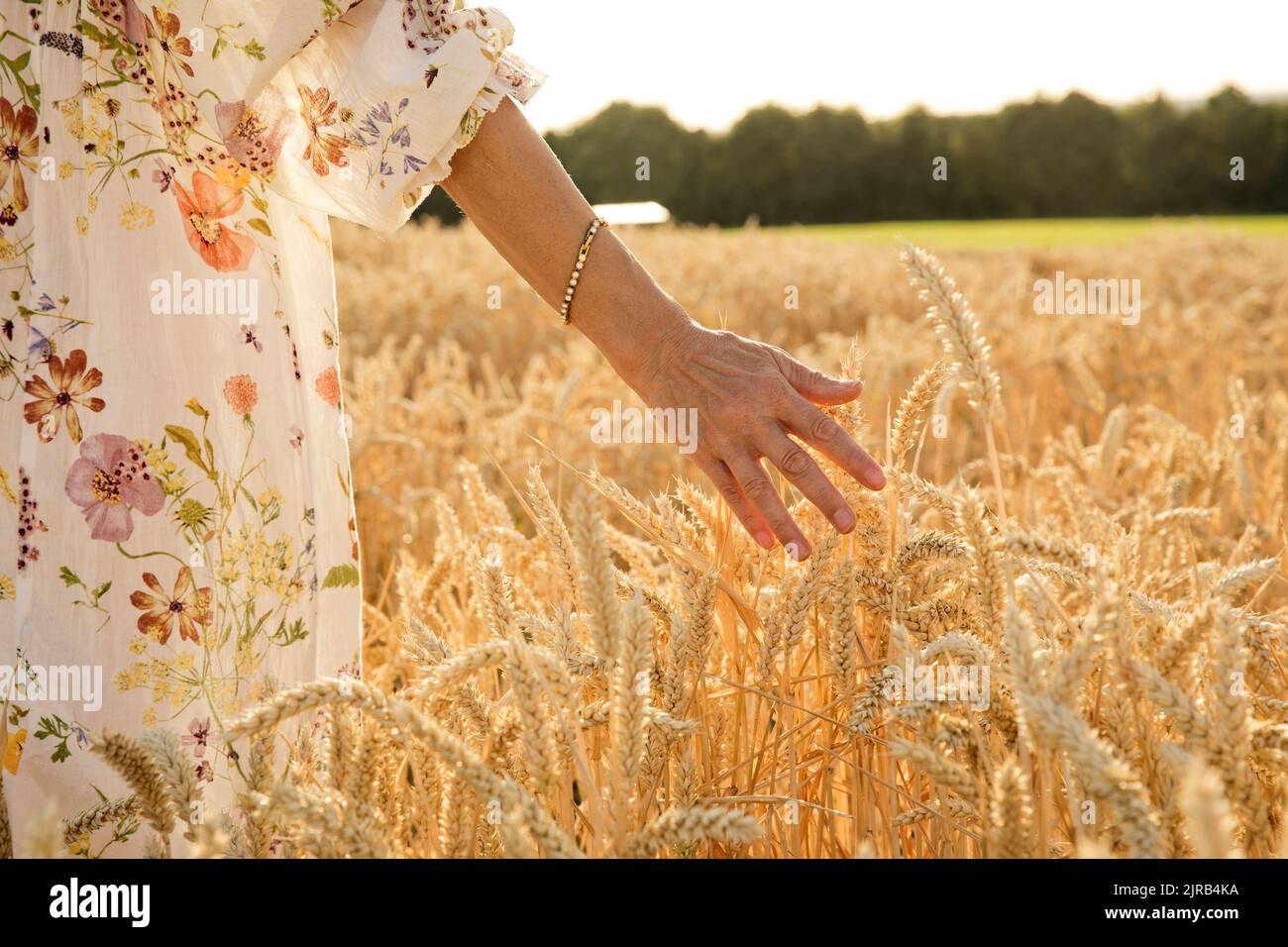 Hand of woman touching wheat crop at field Stock Photo - Alamy