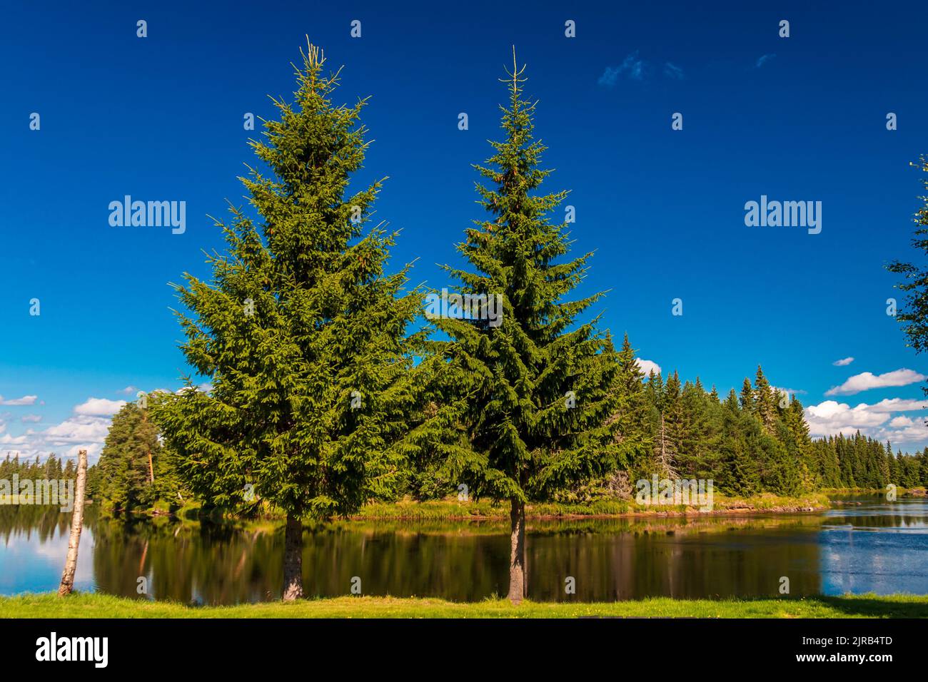An aerial view of green lake surrounded by growing pine trees Stock ...
