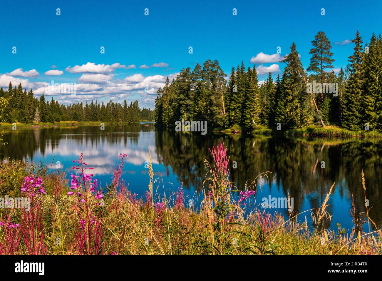 An aerial view of lake surrounded by growing pine trees Stock Photo - Alamy