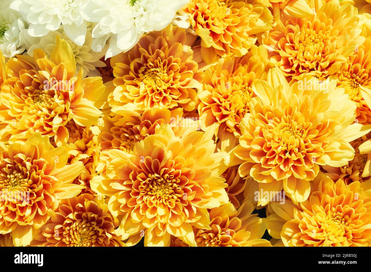 Flowers decoration. Yellow chrysanthemum flowers background. Top view. Stock Photo