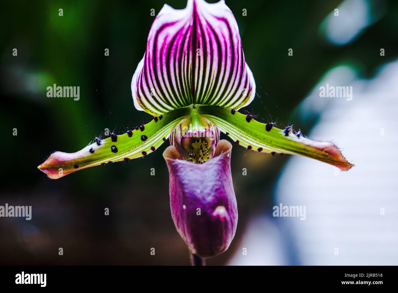 Portrait of an exotic Orchid Hybrid - Paphiopedilum Shah Alam gx ' Imperial Purple' Stock Photo